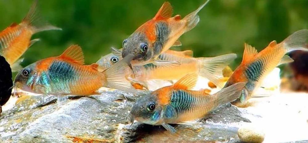 Аквариумный сом "Коридорас"