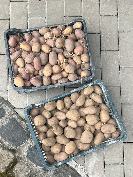 Cartofi de sămânță