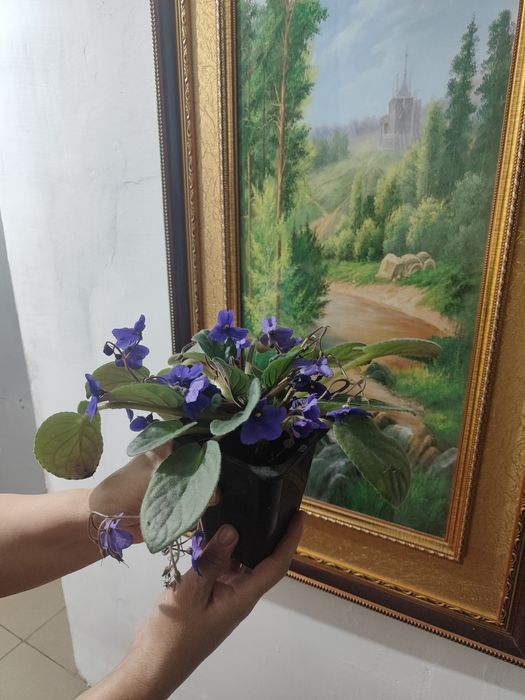 Комнатные цветы, пеларгонии