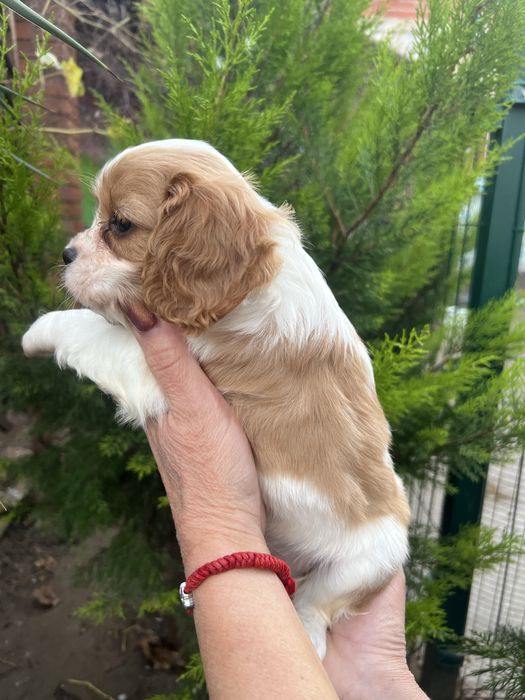 Кавалер Кинг Чарлз