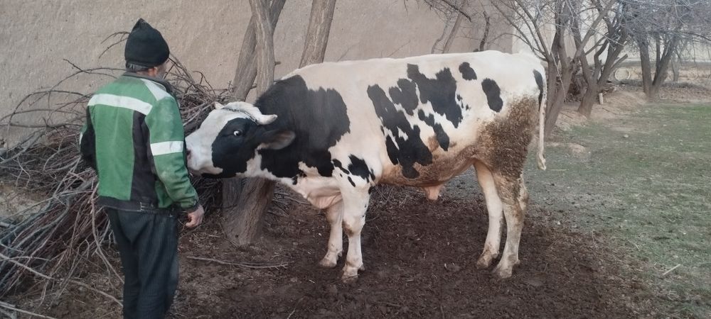 golshteyn buqa голштен буқа