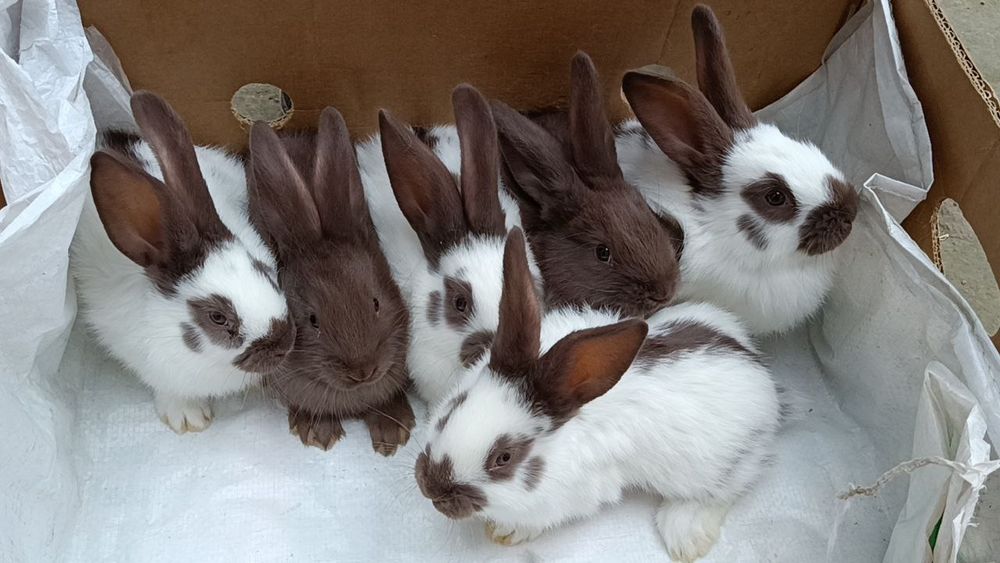 Строкач болалари сотилади