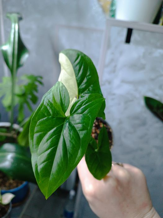 Комнатные растения