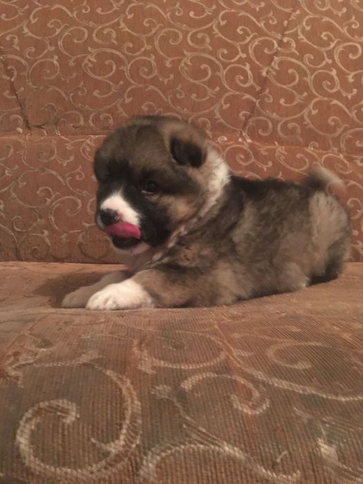 Отдам щенка в добрые руки