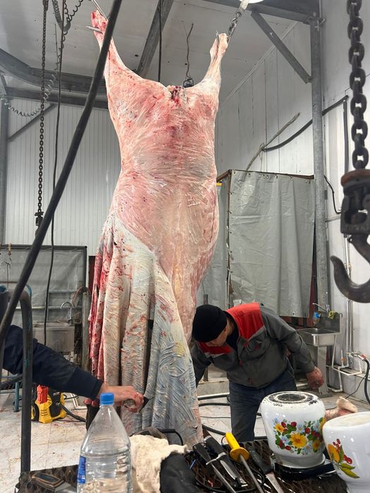 Қасапшы қой,сиыр,жылқы