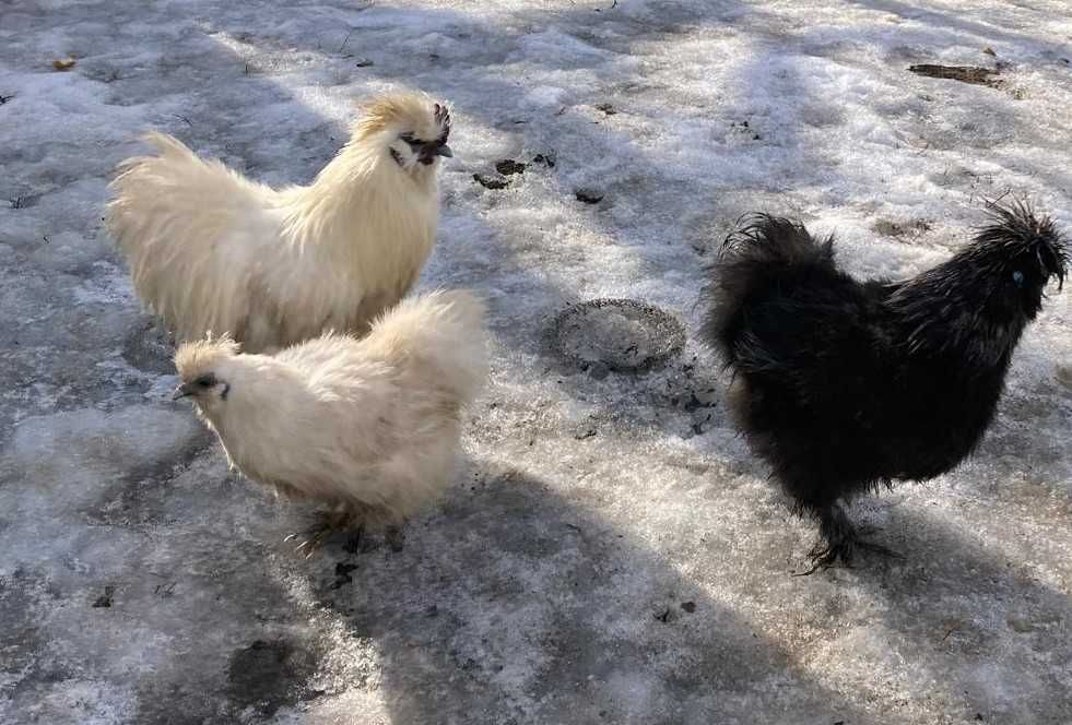 Familie Mătase japoneză