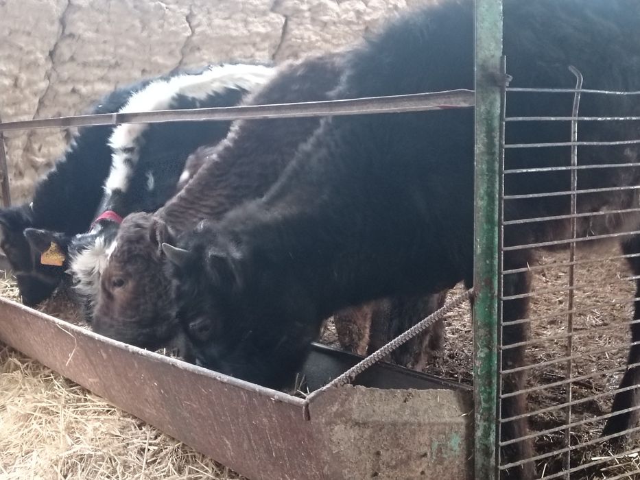 Tana gonajin sotilad