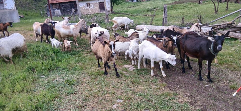 Iezii de vânzare