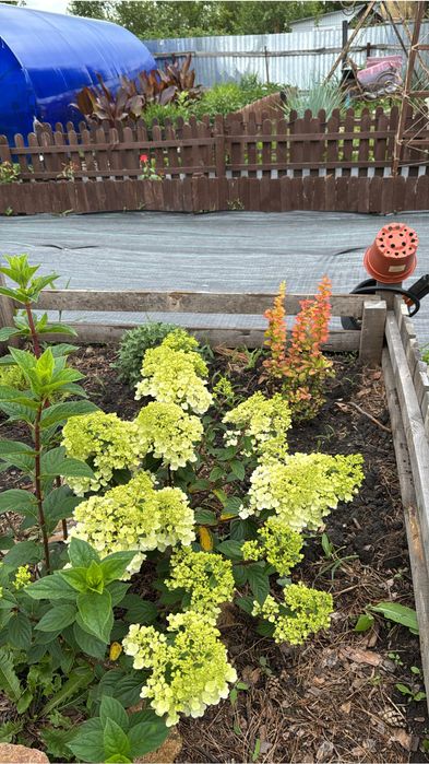 Продам дачу общество Вишенка / Гудок