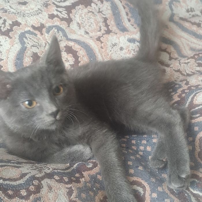 Отдам котёнка в хорошие руки