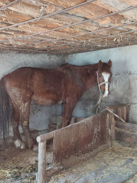 Продам лошадь 6 лет