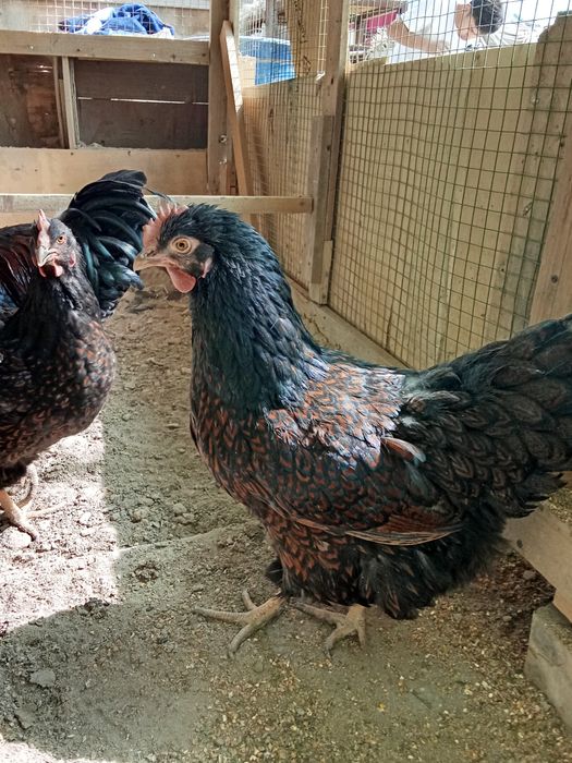 Барновельдер золото