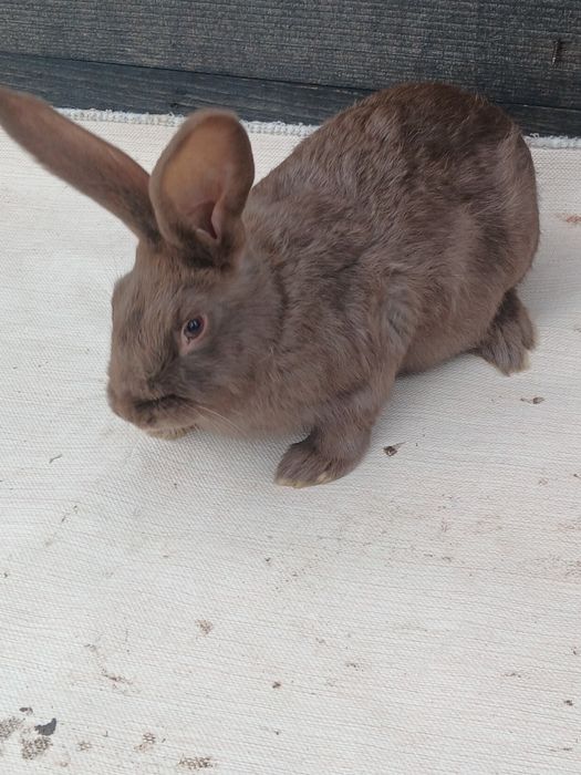 Fluture german janet havana si pestriț