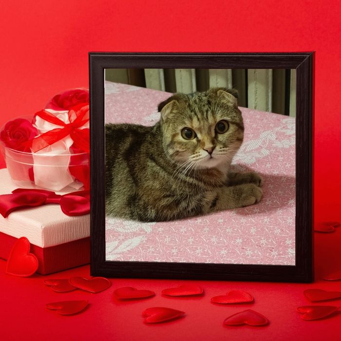 котята шотландские