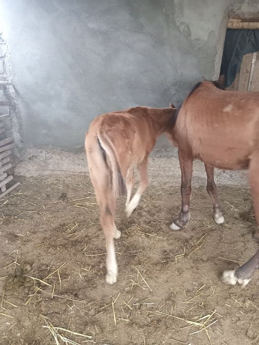 Құлынды бие сатылады.