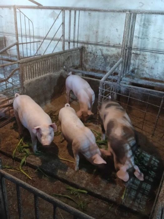 Продавам малки прасета (мъжки кастрирани)