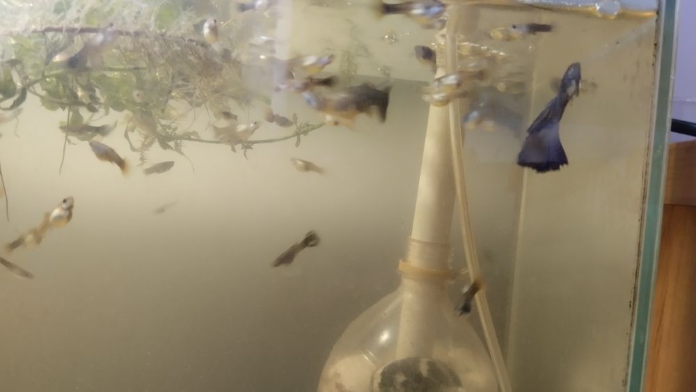 Аквариумные рыбки