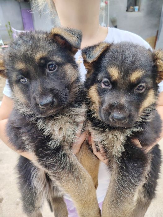 Продам  щенят немецкой овчарки.
