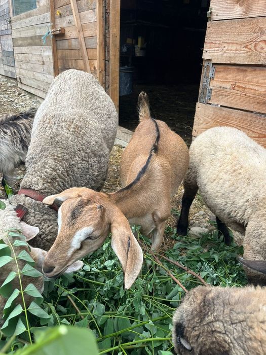 Iedute/iedute din anul acesta/ iedute 2026