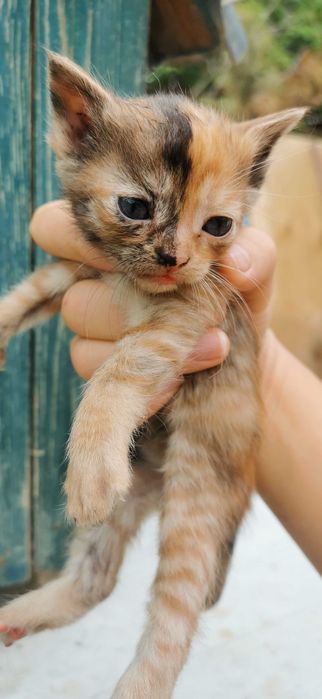 Котята бесплатно