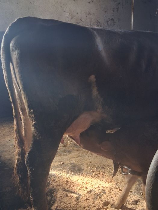 Vacă  cu vițel de vinzare