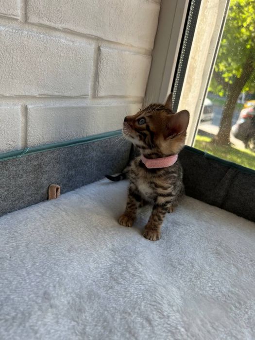 Бронь бенгальских котят