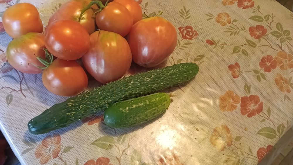 Продам помидоры огурцы яблоки домашние