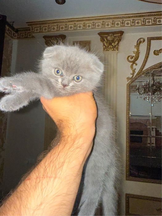 Скотиш фолд мушук сотилади