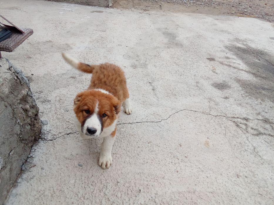 Тараз қаласы продаётся щенок Алабая