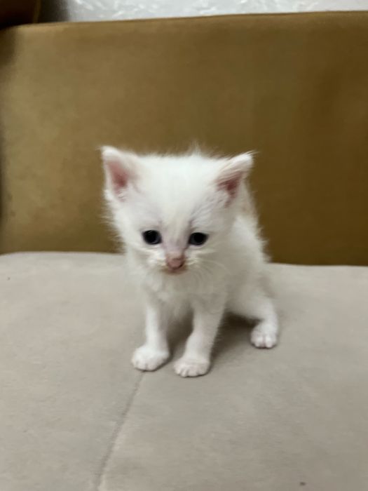 котята по 1000 тнг