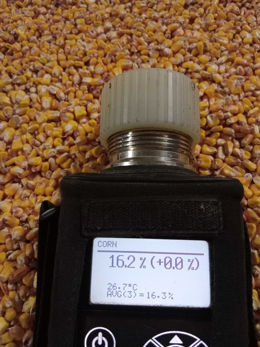 Porumb de vânzare 2025