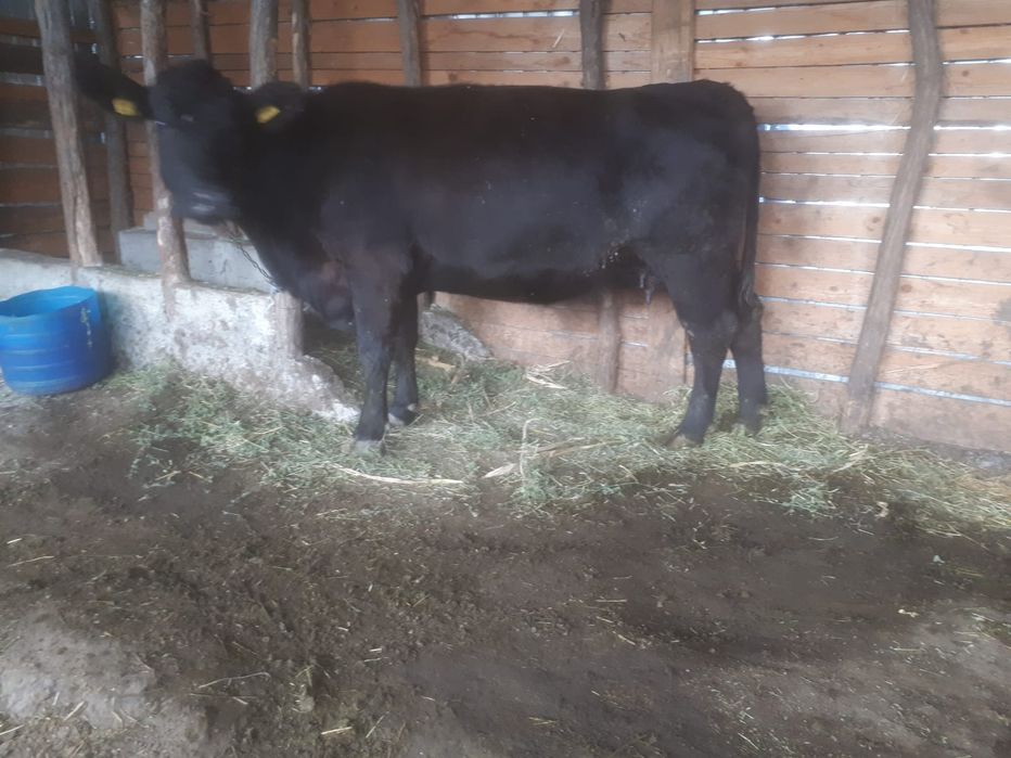Vând vaca angus!