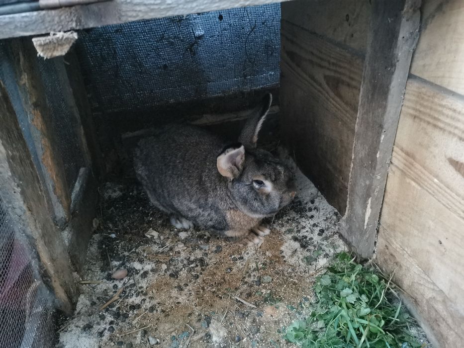 Iepuri de vânzare uriaș german cu californian