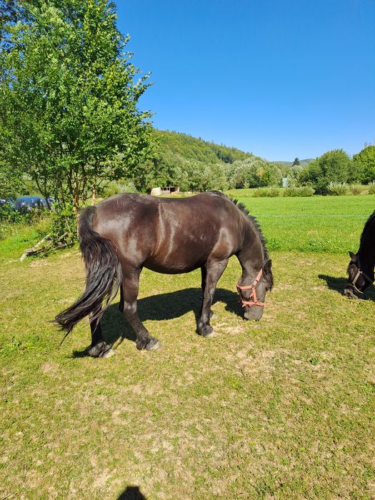 Vând pereche de iepe