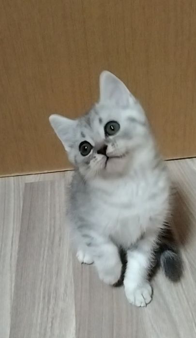 Шотландский Скоттиш страйт.