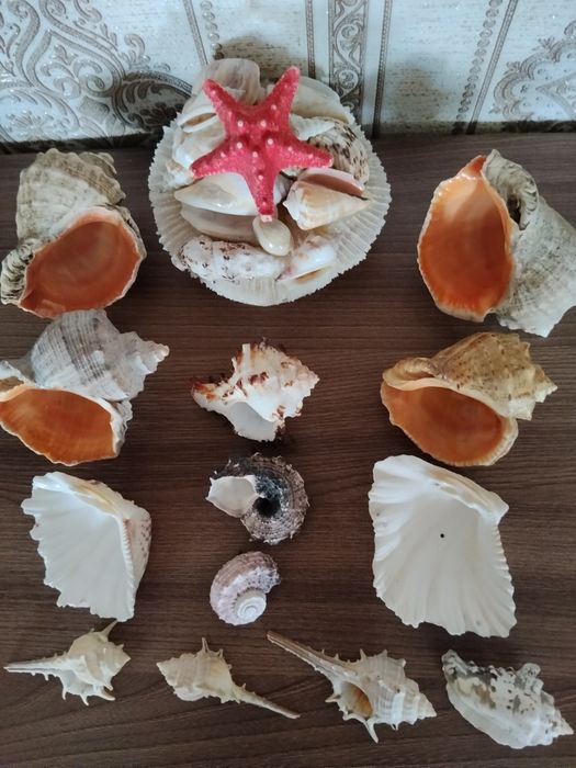 Коллекция морских ракушек