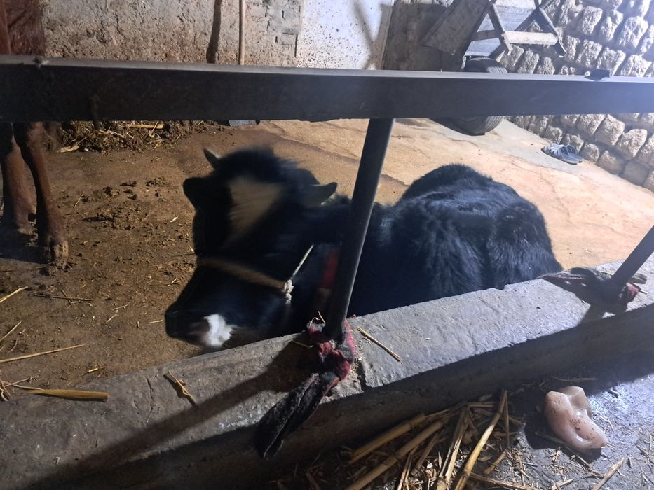 Мол 11 ойлик навос