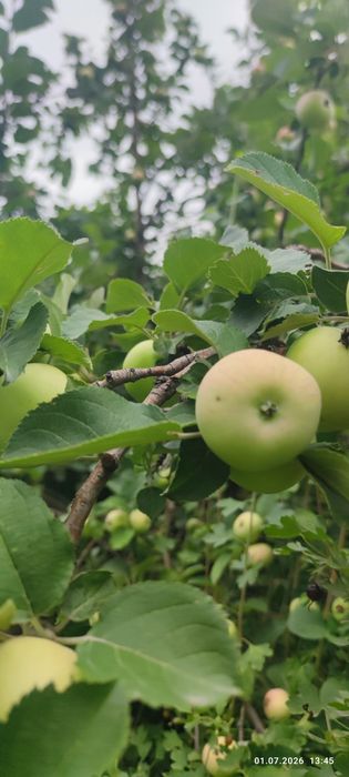 продам яблоки,вишню местную