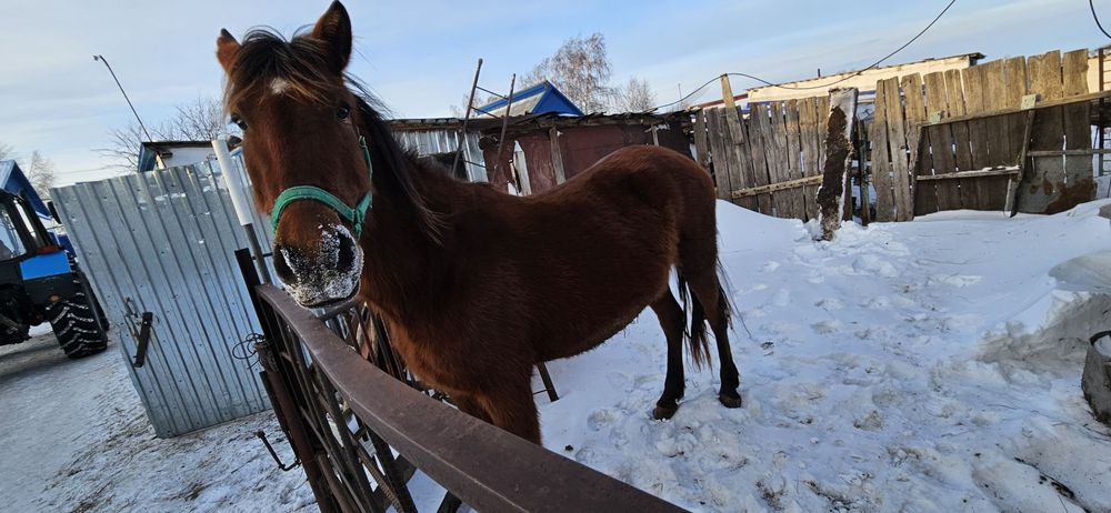 Продам кобылу, жеребую