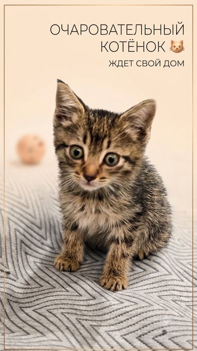 Отдам котёнка в добрые руки!