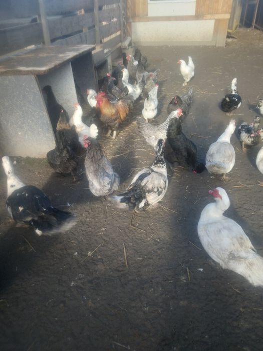 ,Găini,Rațe,Găște