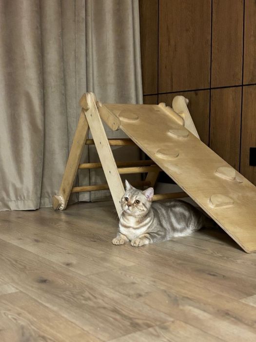 Кот шотландец ищет кошку для вязки