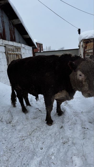 Сатылымда тұқымдыққа : Екі бұқа Аулекөл 2 , жасар Ақ бас 3