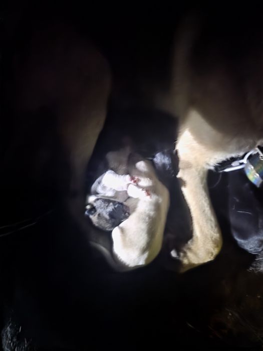 Щинки ищут добрых ответственых хозяев