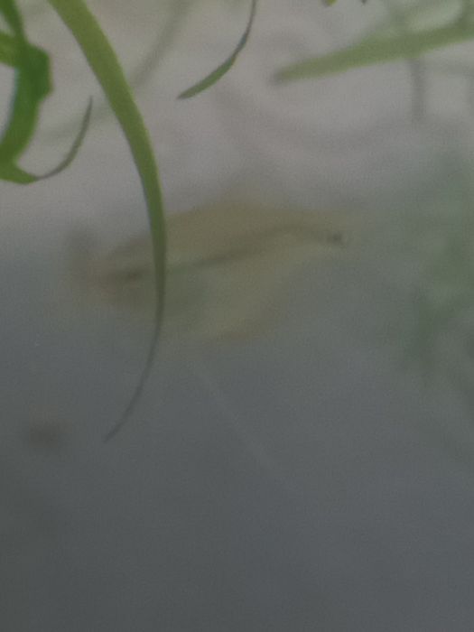 Гурами жемчуженые подростки