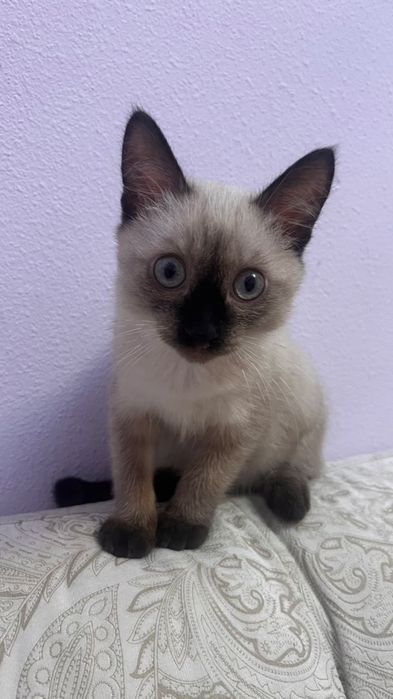 Сиамский котенок в добрые руки