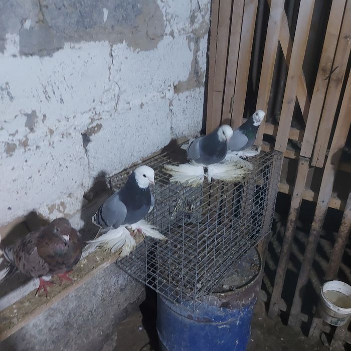 Маздоки 3пара 6штук