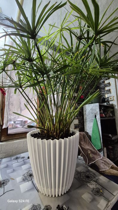 Циперус (Папирус) от 1500