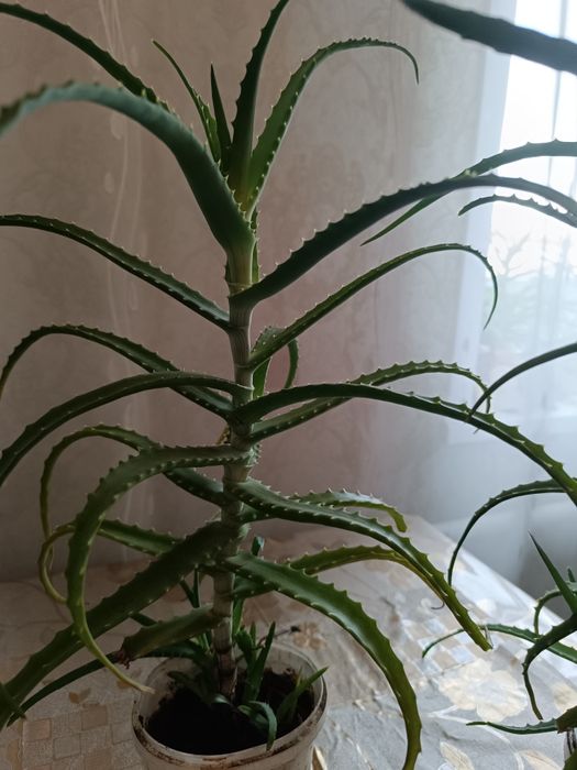 Продается 3 лечебное алое