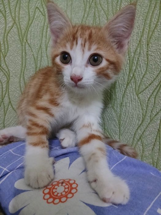 Пристраивается котенок-мальчик
